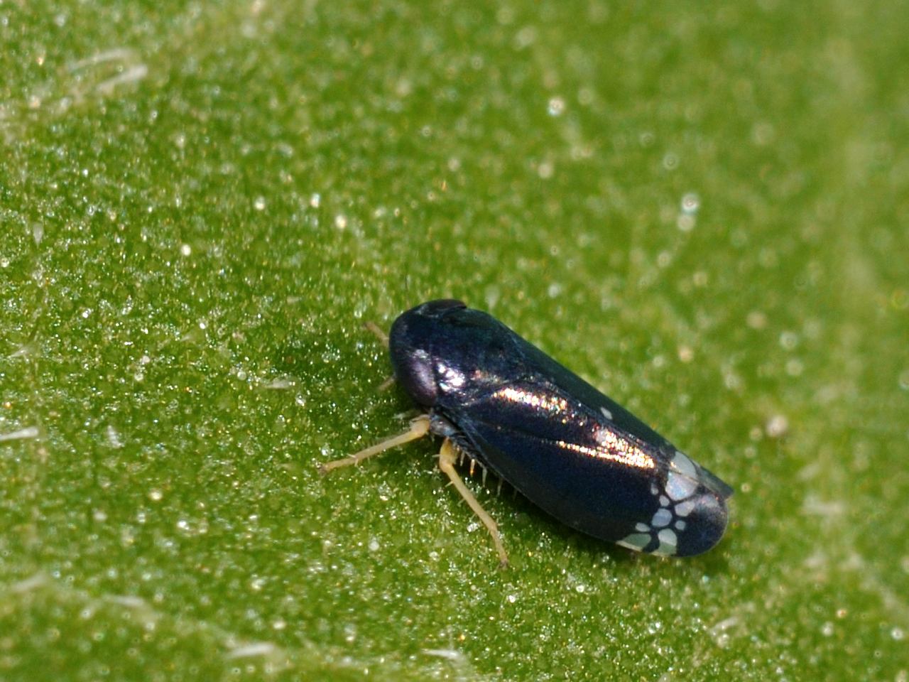 Cicadella blu - Neoaliturus cf fenestratus